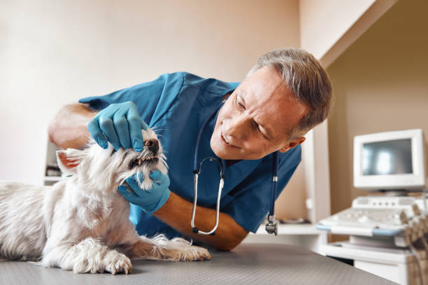 Best Emergency Dental Care for Broken or Chipped Teeth in Imperial, NE